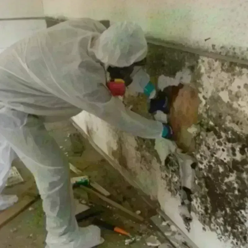 Mold Remediation and Removal in Buchanan County, VA